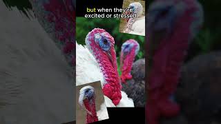 Turkeys Heads CHANGE COLORS🦃🦃animals animalfacts shorts [upl. by Holle686]