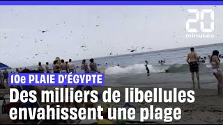 ÉtatsUnis  Des milliers de libellules sèment la panique sur une plage de Rhode Island shorts [upl. by Ssecnirp]