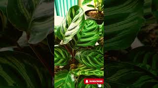 Calathea Makoyana Care Tips How to Grow the Peacock Plant 🌿 peacockplant plants [upl. by Moazami616]