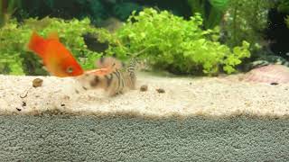 Yoyo loach eating snail these fish are so cute [upl. by Yttel285]