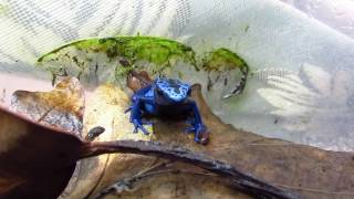 Phyllobates vittatus Dendrobates tinctorius azureus [upl. by Ciaphus846]