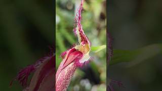 Diese Orchidee hat einen gemeinen Trick bulbophyllum [upl. by Kaylil]