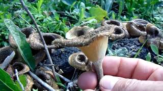 LENTINUS CRINITUS [upl. by Percy]