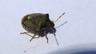 Peribalus strictus  Baumwanze  Shield Bug [upl. by Hilel846]