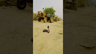 Snake sitting on the road scared people snake cobra naagokidunia01 shotsfeed saanpvideo [upl. by Raeann]