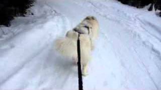 Snørekjøring med samojed  skijoring with a samoyed dog [upl. by Nadabas]