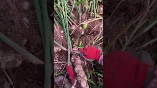 Cutting Green Ginger viral fruitgarden fruitplants farming carving fruittrees [upl. by Rediah946]