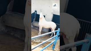 Punjabnasalhorses99 trending viralreels horse punjabnasalhorses marwarihorse [upl. by Roleat]