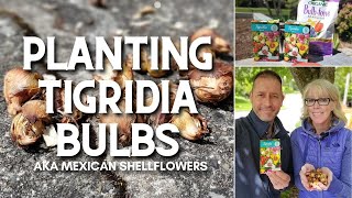 🌿 Planting Tigridia Bulbs  Mexican Shellflower 🌿 [upl. by Erena]