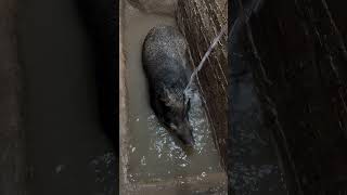 Wild Boar Happy Water viral viralvideo short shortvideo pig boar pigfarmvideo wildlife [upl. by Yemerej]