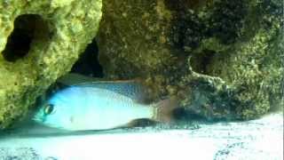 Placidochromis johnstoni solo  Breeding Dress [upl. by Zusman]