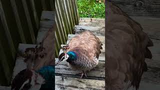 Peahen so curious Gorgeous Purple peafowl peafowl birds nature peahen peahens [upl. by Ballou]