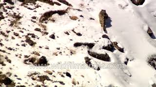 After 400 foot fall Snow Leopard walks cautiously and haltingly apparently disoriented [upl. by Gula]