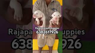 Quality rajapalayam puppies coimbatore palakkad tirupur namakkal rasipuram tiruchengode trichy karur [upl. by Sunday]