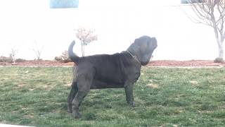 Neapolitan Mastiff Giada on Guard [upl. by Aicila]