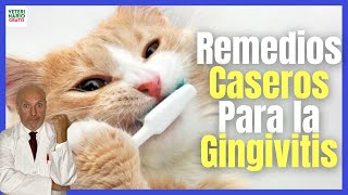 GENGIVITE EM GATOS  Principais Causas ✅ [upl. by Riek]