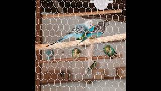 viveiro cantoperiquitoaustraliano periquitoautraliano budgies filhotesdeperiquitosaustralianos [upl. by Nivat]