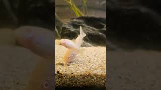 Albino corys like and subscribe for new content [upl. by Nnyleahs136]