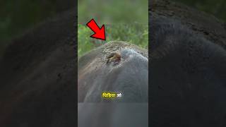 Bloody Oxpecker Bird 🐦 😱 shorts viral facts [upl. by Ecnar]