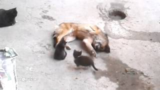 Mother cat with kittens came to old friend  Кошка привела котят к своему другу [upl. by Einal]