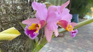 Miss Orchids Garden Feb23 2023 Cattleyas are Blooming [upl. by Rollecnahc]