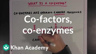 Cofactors coenzymes and vitamins  MCAT  Khan Academy [upl. by Luapnoj988]