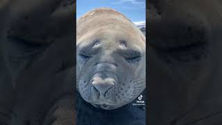 seals sneezing but with added reverb fart [upl. by Mushro]