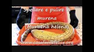 Come spellare e pulire la Murena [upl. by Checani]