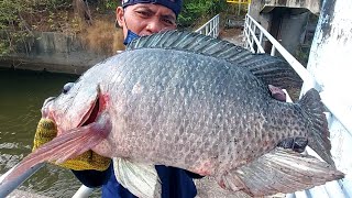 JALA IKAN NILA TERBESAR HARI INI DI SUNGAI [upl. by Llennaj423]