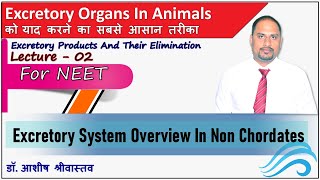 Excretory Organs In Animals  Excretory System Overview In Non Chordates  Most Important Video [upl. by Neevan]