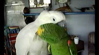 Umbrella Cockatoo and Panama Amazon [upl. by Dammahum802]