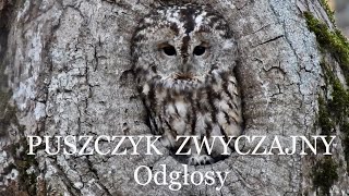 Puszczyk głos odgłosy [upl. by Rafaj774]