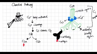 Complement System Classical Lectin and Alternative Pathway Explained complementsystem [upl. by Brazee]