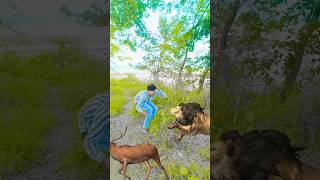 kruger national park south africa‼️🐅kruger national park south africaviralvideo trendingshort [upl. by Ailesor429]