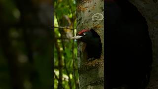 Black woodpecker flies out [upl. by Lezah]