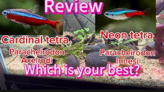 Cardinal tetra vs neon tetra a review cardinaltetra neontetrafish fishtank tropicalfish [upl. by Enimzaj]