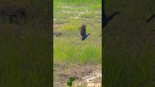 Western swamphen bird birdsmusic nature lovesigns wildlife nuture shirts short camera [upl. by Yrem251]