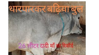 Tharparkar pure Desi nasl ka Nandi bull grandmother record 26 ltr [upl. by Suirada497]