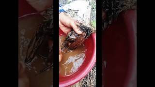 Save 😍a baby bird 🐦🐦 shortsvideo viralvideo birds pets [upl. by Laflam]