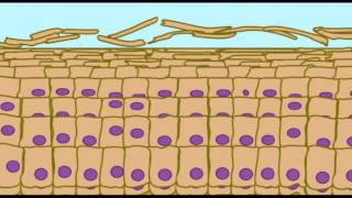 AP1 SKIN KERATINIZATION IN EPIDERMIS [upl. by Arretal]