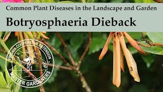 Botryosphaeria Dieback  Common Plant Diseases in the Landscape and Garden [upl. by Liakim]