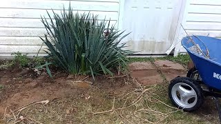 Transplanting a Yucca Plant [upl. by Aelanej741]