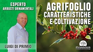 Agrifoglio o Ilex come coltivarlo e caratteristiche [upl. by Oran]