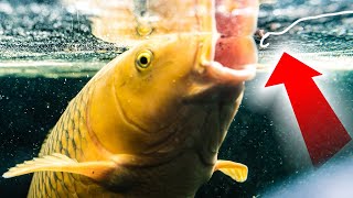 How To Catch Carp  Surface Fishing with Bread and Dog Biscuits  Floater Fishing Tips [upl. by Procter137]