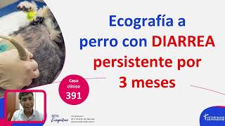 CASO CLÍNICO Ecografía a perro con diarrea persistente por 3 meses [upl. by Jonie]