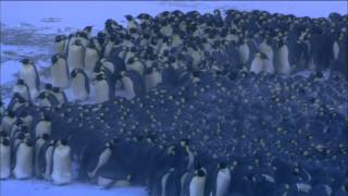 Emperor Penguins Huddle for Warmth  Nature on PBS [upl. by Edahc]