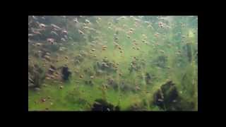 underwater video of largemouth bass nesting and guarding eggs and fry [upl. by Sherurd]