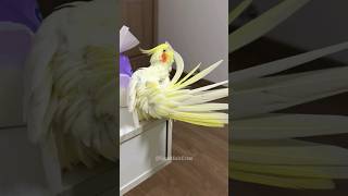 Simply Adorable ❤️ cockatielscraze birdscharm [upl. by Esinyt]