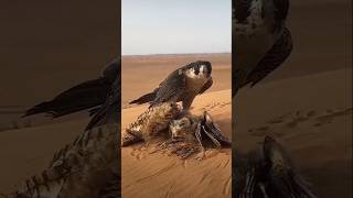 🦅wow eagle amazing atik eagle short [upl. by Michale]