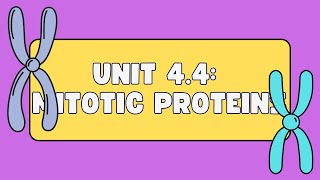 Unit 44 Mitotic Proteins [upl. by Cromwell]